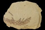 Dawn Redwood (Metasequoia) Fossil - Montana #126638-1
